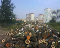 ОНФ требует остановить вырубку Баулинского леса в Подмосковье
