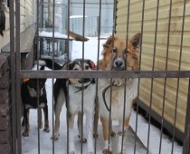 ОНФ добился продления аренды для приюта бездомных животных