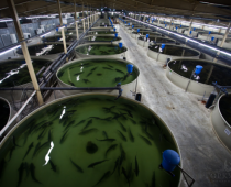 Крупнейшую в России рыбную ферму построят в Подмосковье