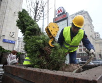 Более 20 тысяч деревьев посадят в Москве этой осенью