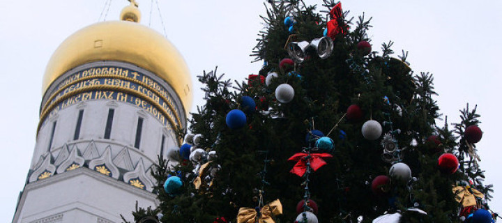 Новогоднюю ель для Соборной площади Кремля выбрали в Подмосковье