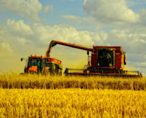 Воронежские аграрии установили рекорд по сбору урожая