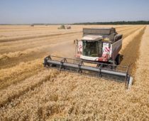 Аграрии Подмосковья собрали рекордный урожай зерновых