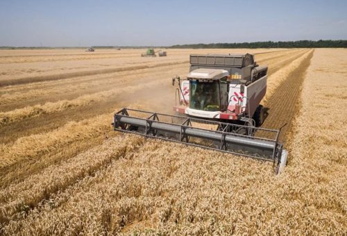 Аграрии Подмосковья собрали рекордный урожай зерновых