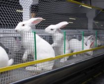 Ассоциация кролиководства может появиться в Московской области