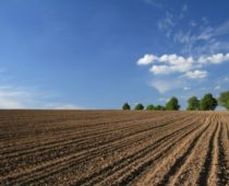 Россельхознадзор проверит качество земли экспортеров зерна под Москвой и Тулой