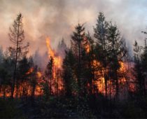 В Подмосковье зафиксированы первые лесные пожары