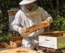 Массовая гибель пчел произошла в Тульской области