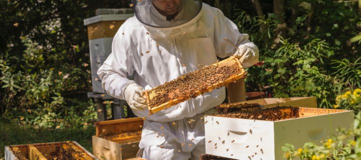 Массовая гибель пчел произошла в Тульской области