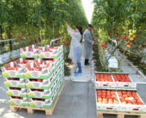 В теплицах Подмосковья с начала года вырастили более 66 тыс тонн овощей