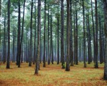 Более 1,4 млрд руб. направят на развитие лесного хозяйства в Подмосковье