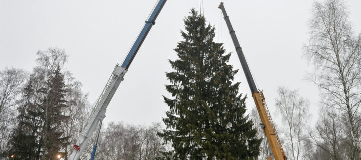 В Бородинском лесничестве выбрали главную новогоднюю елку страны