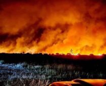 Прокуратура проводит проверки после лесных пожаров в Воронежской области
