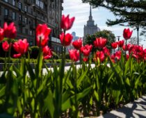 В Москве этой осенью высадят более 12 млн тюльпанов