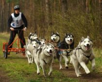 В Рязанской области пройдут гонки на собачьих упряжках