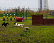 В четырех районах Москвы появились площадки для прогулок с собаками