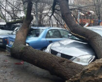 Штормовой ветер повалил в Москве десятки деревьев