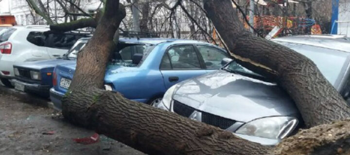 Штормовой ветер повалил в Москве десятки деревьев