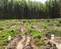 В Тверской области в рамках проекта “Сохранение лесов” высадили более 10 млн деревьев