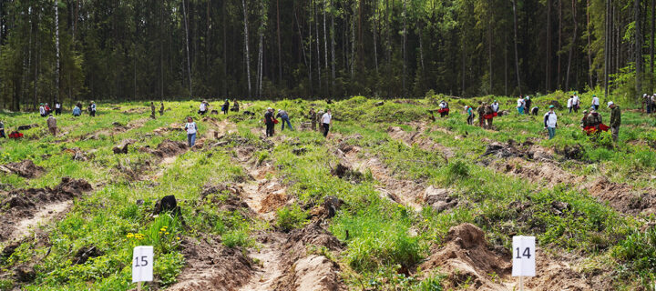 В Тверской области в рамках проекта «Сохранение лесов» высадили более 10 млн деревьев