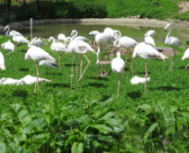 Уникальный парк птиц в Ростовской области “выживают” мусорным полигоном
