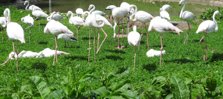 Уникальный парк птиц в Ростовской области “выживают” мусорным полигоном