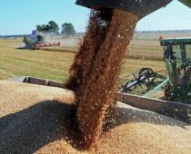 Урожай зерна в России в 2022 году составил 153,8 млн тонн
