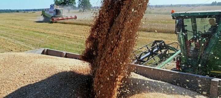 Урожай зерна в России в 2022 году составил 153,8 млн тонн