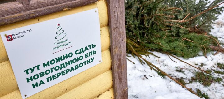 Более 14 тысяч новогодних елей сдали москвичи на переработку