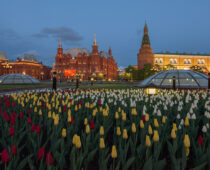 В Москве за год высадят более 56 млн цветов