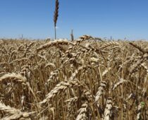 В РФ вывели сорт пшеницы, который увеличит урожайность зерна в нечерноземной зоне на 15%