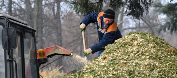 Пункты приема елок на переработку открылись в Москве